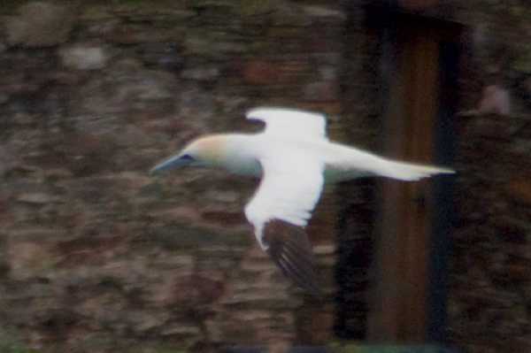 04 January 2021 - 09-44-57
The light was poor and so was my photography. The sight of this solitary gannet diving down into the river was great to watch. 
-------------------------
A gannet over the river Dart